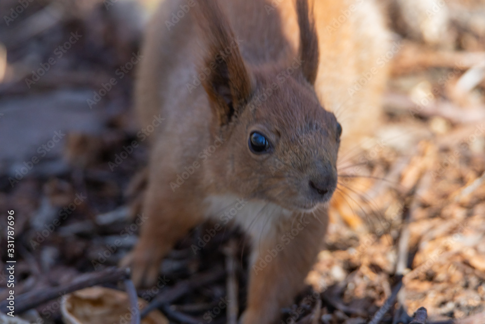 Red squirrel in the park. Red squirrel in the park.