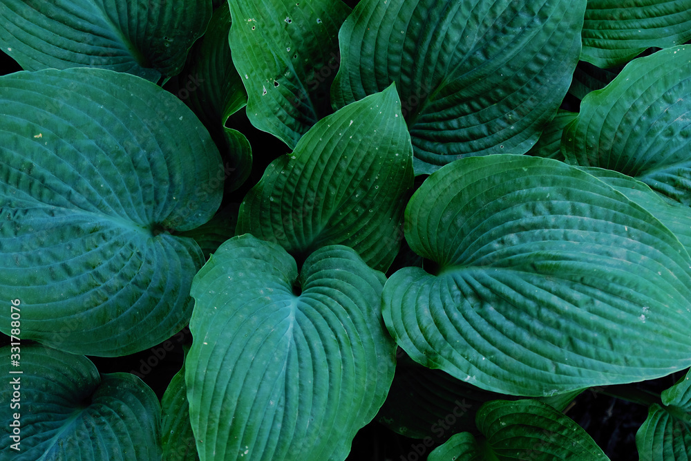 Obraz premium Green hosta leaves close up for nature garden background, shade plant.