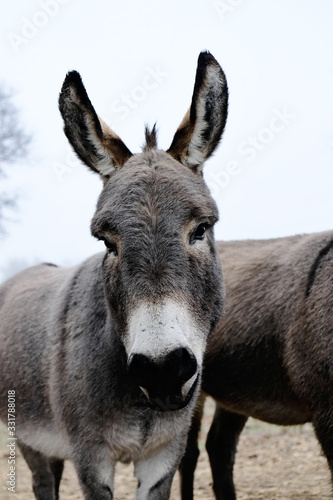 Miniature donkey portrait, alert and listening concept on farm. © ccestep8