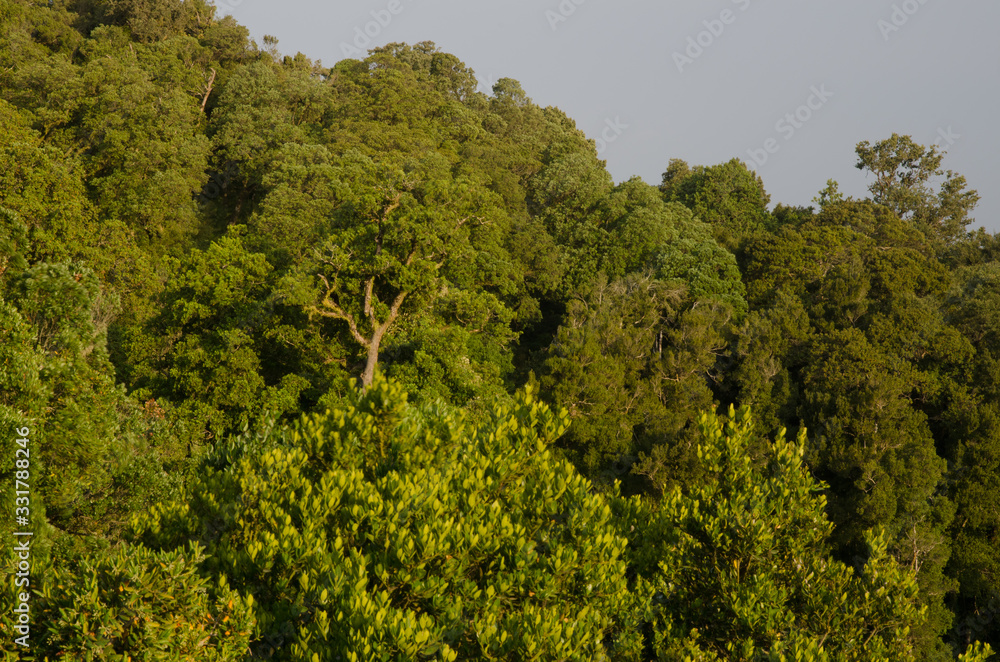 Fototapeta premium Forest in the Cerro Nielol Natural Monument.