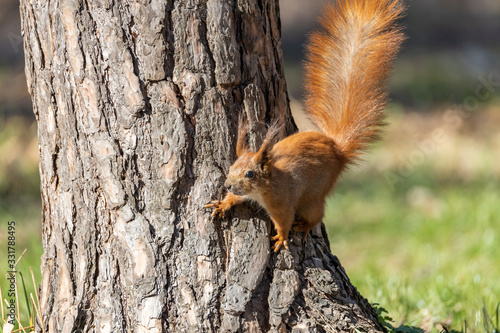 Red squirrel in a park on a tree
