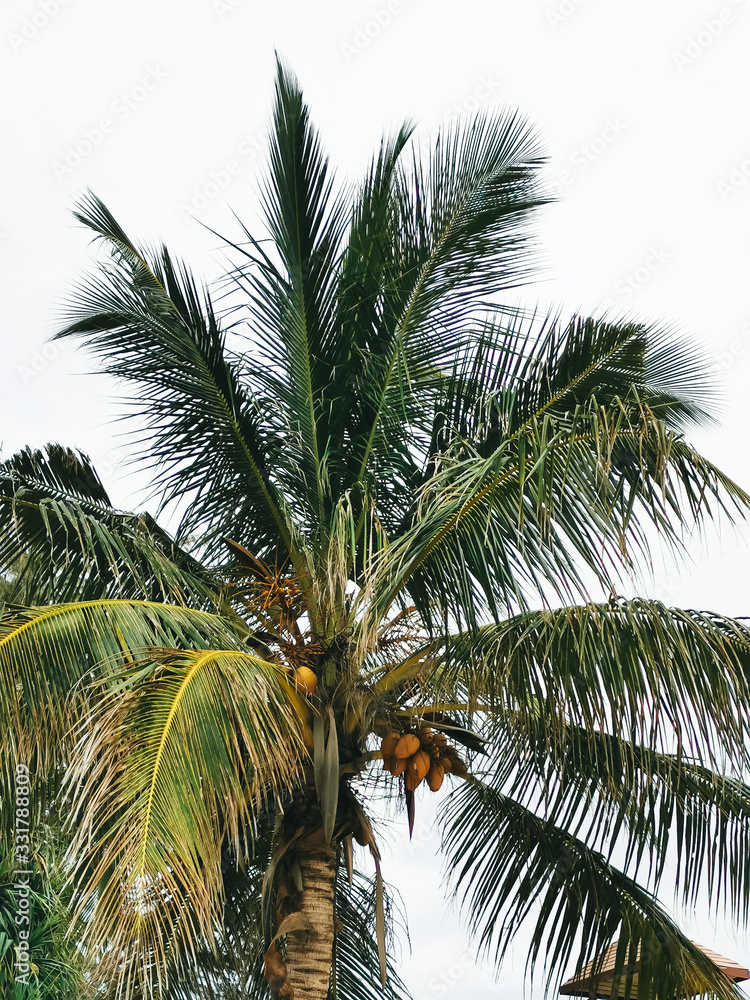 Palm tree with coconuts, a bottom view, Thailand Palm tree with coconuts, a bottom view, Thailand