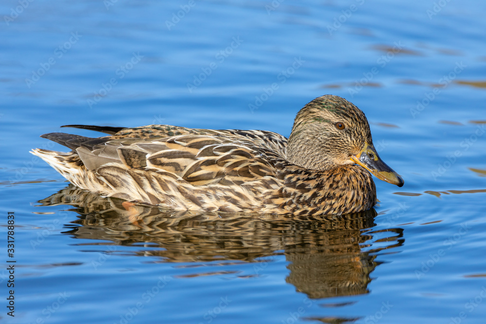 Fototapeta premium Female duck on a pond in a park.