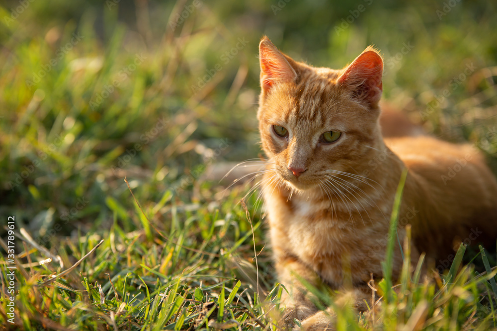 ginger orange tabby cat in a grassy field