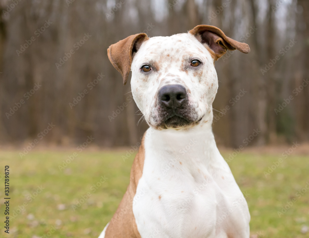 A Catahoula Leopard Dog x Pit Bull Terrier mixed breed dog with freckles on its face and floppy ears A Catahoula Leopard Dog x Pit Bull Terrier mixed breed dog with freckles on its face and floppy ears