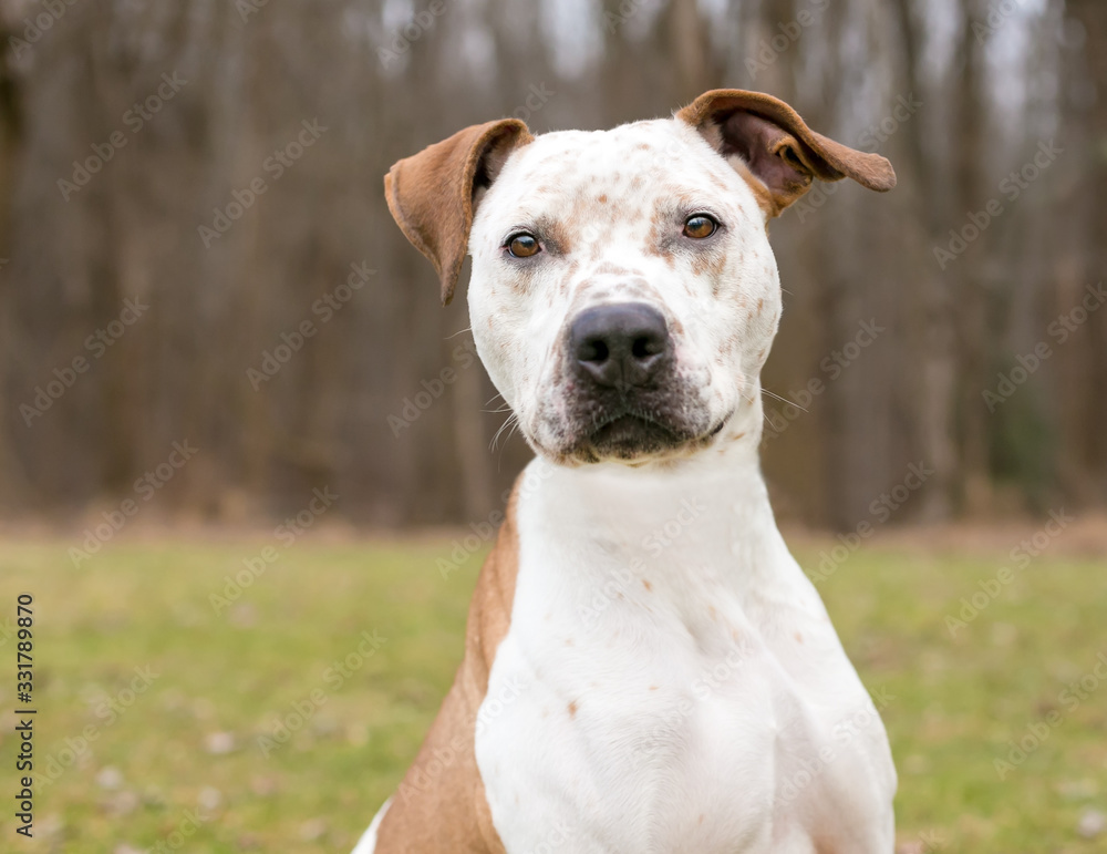 A Catahoula Leopard Dog x Pit Bull Terrier mixed breed dog with freckles on its face and floppy ears