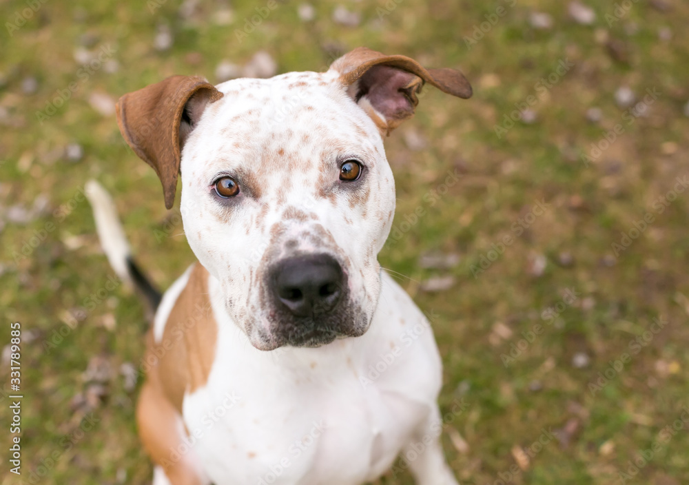 A Catahoula Leopard Dog x Pit Bull Terrier mixed breed dog with freckles on its face and floppy ears