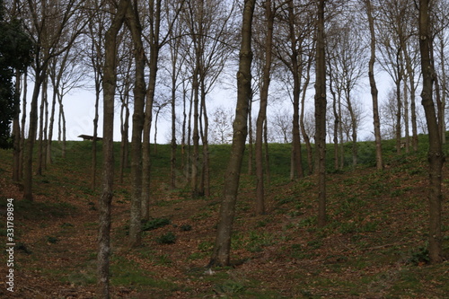 Trees in an urban park