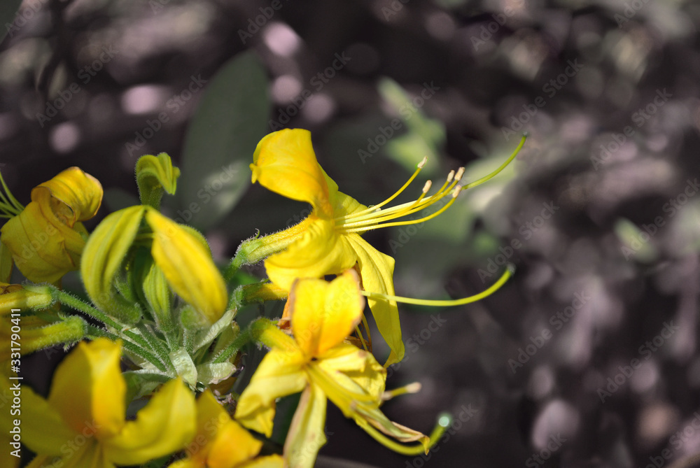 Bright yellow rhododendron flowers, pestle and petals close up detail, soft blurry green leaves background Bright yellow rhododendron flowers, pestle and petals close up detail, soft blurry green leaves background