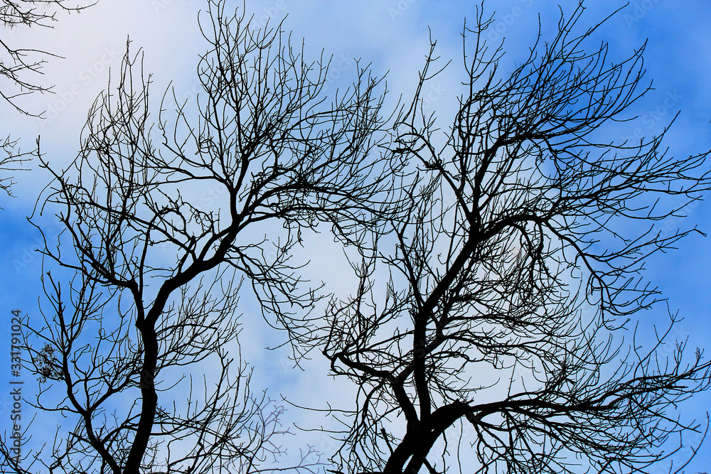 leafless grove against the spring sky leafless grove against the spring sky
