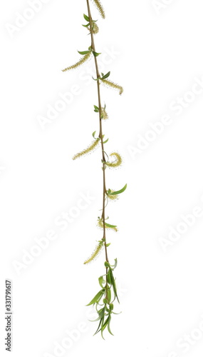 Spring blooming weeping willow twig with buds, flowers isolated on white background