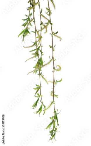 Spring blooming weeping willow twig with buds  flowers isolated on white background