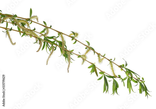 Fotografija Spring blooming weeping willow twig with buds, flowers isolated on white backgro