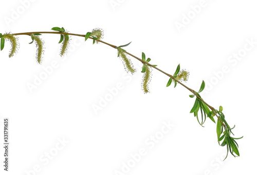 Spring blooming weeping willow twig with buds, flowers isolated on white backgro Fototapeta