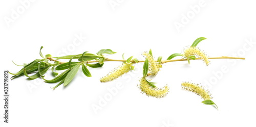 Fototapeta Spring blooming weeping willow twig with buds, flowers isolated on white backgro