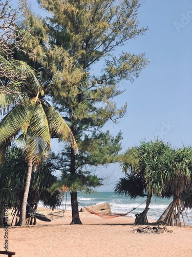palm tree on the beach