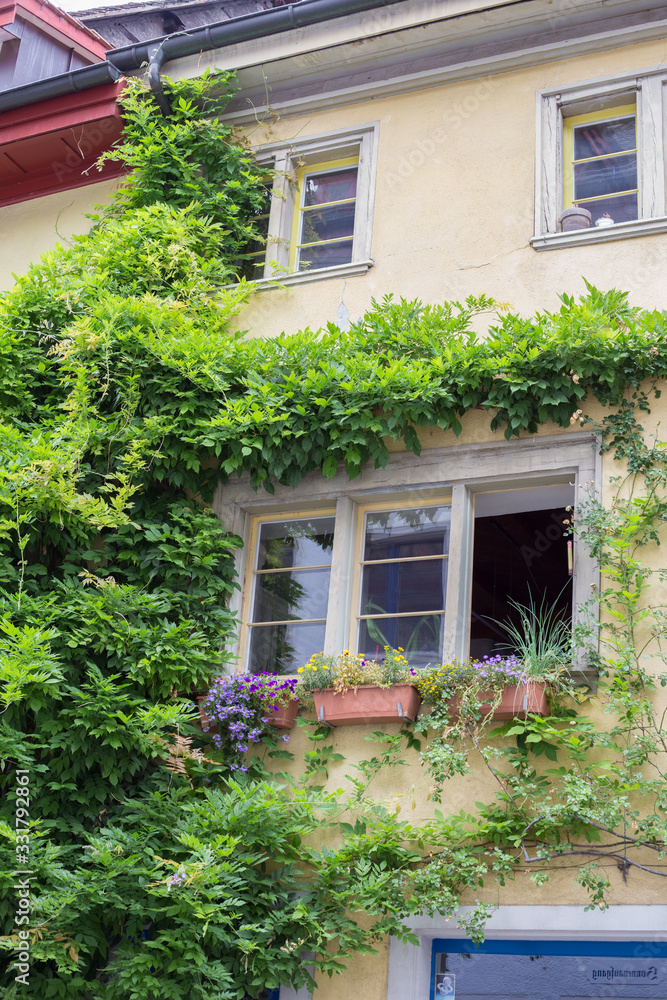 Ivy on an Old Western European Style House