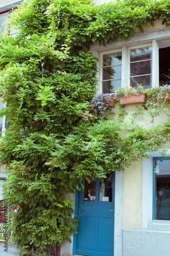 Ivy on an Old Western European Style House © Hennadii