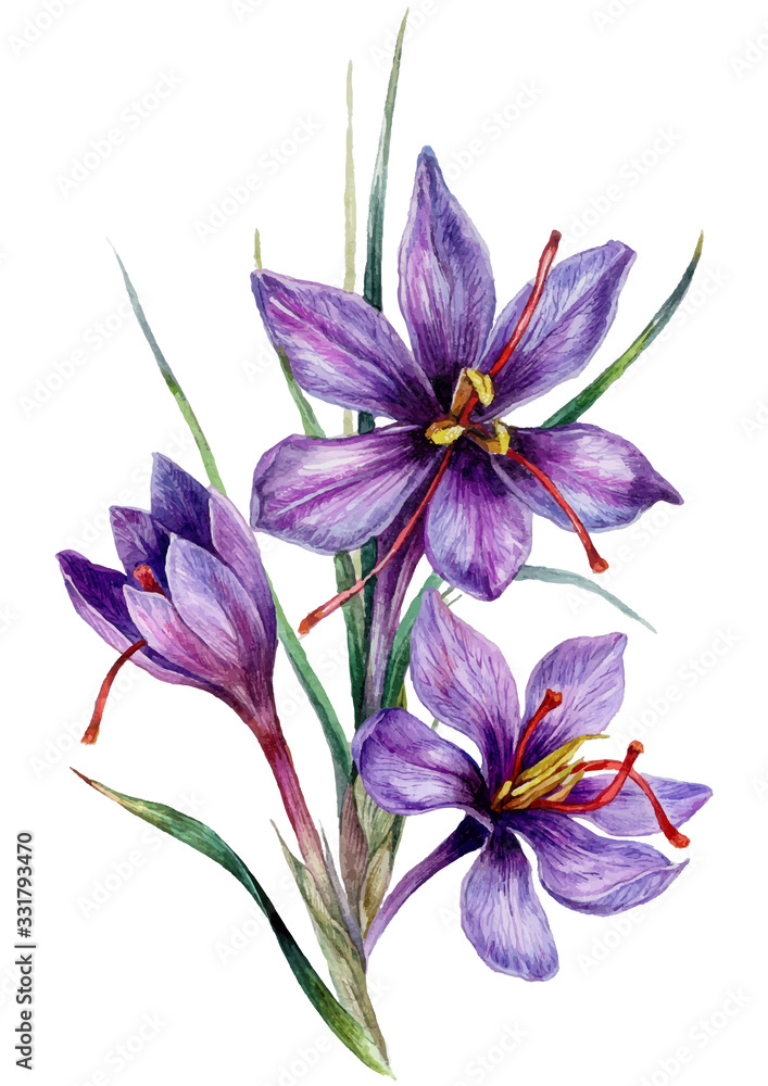 Watercolor Illustration of Saffron Flowers Watercolor Illustration of Saffron Flowers