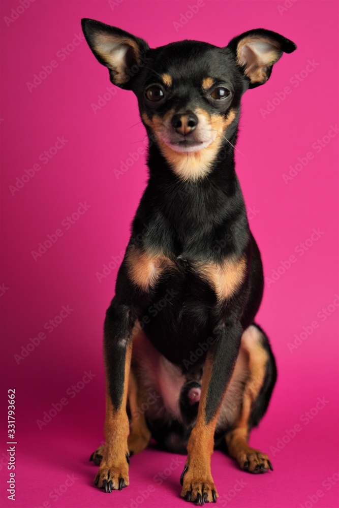 Beautiful little black dog of Toy Terrier breed sits on a bright pink background.Close-up. Beautiful little black dog of Toy Terrier breed sits on a bright pink background.Close-up.