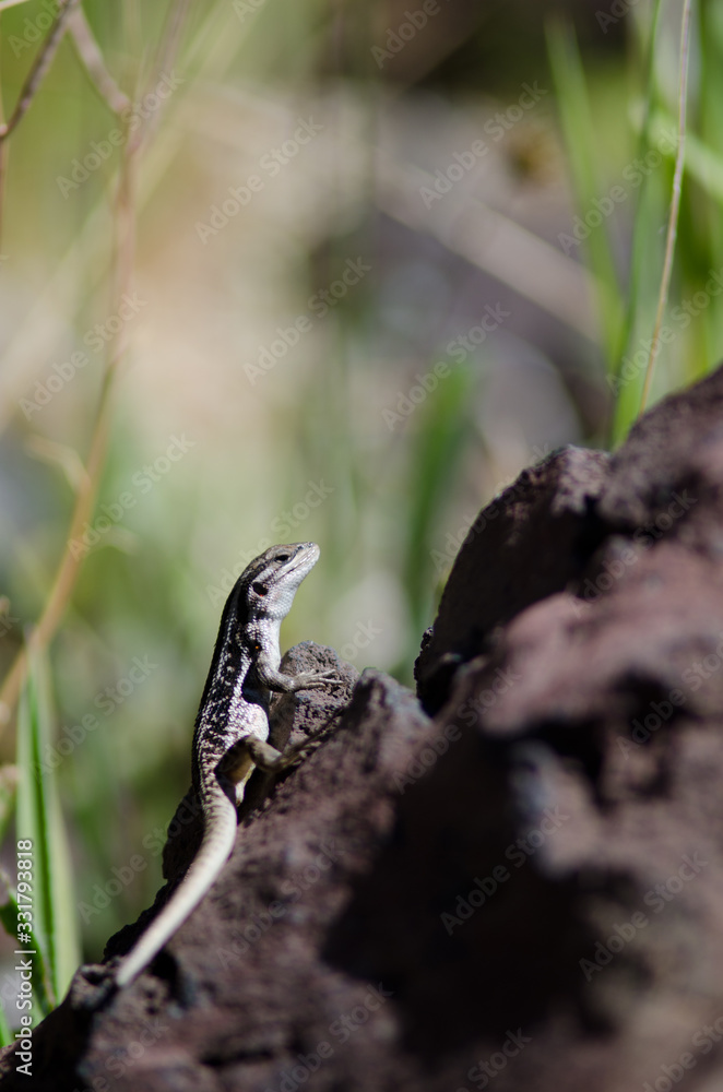 Female of jewel in the Conguillio National Park. Female of jewel in the Conguillio National Park.