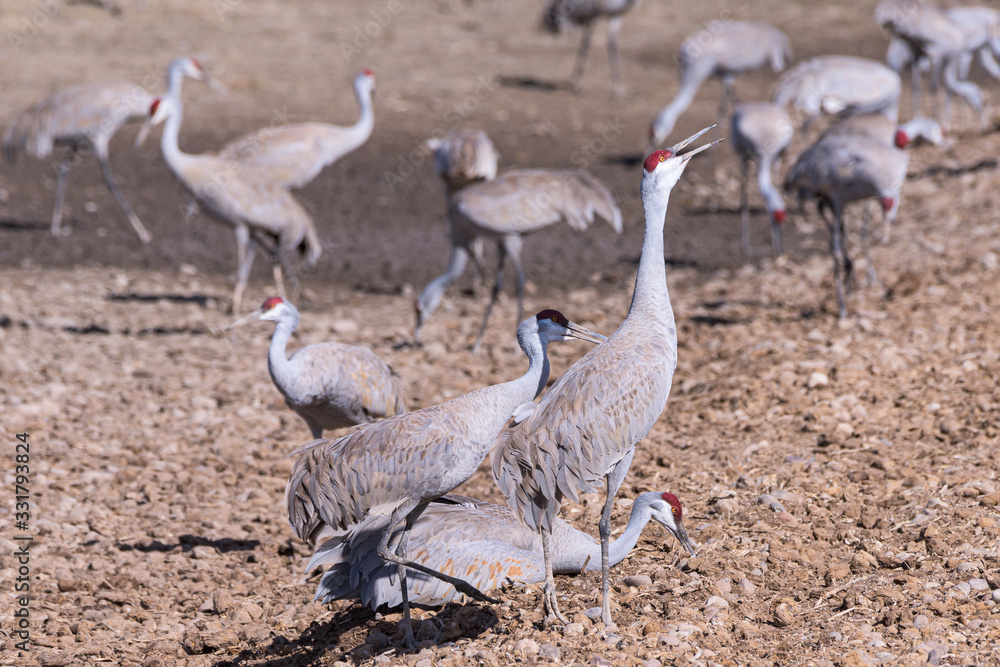Obraz premium Migrating Greater Sandhill Cranes in Monte Vista, Colorado