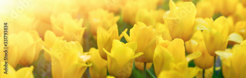 Beautiful yellow tulip field.Banner