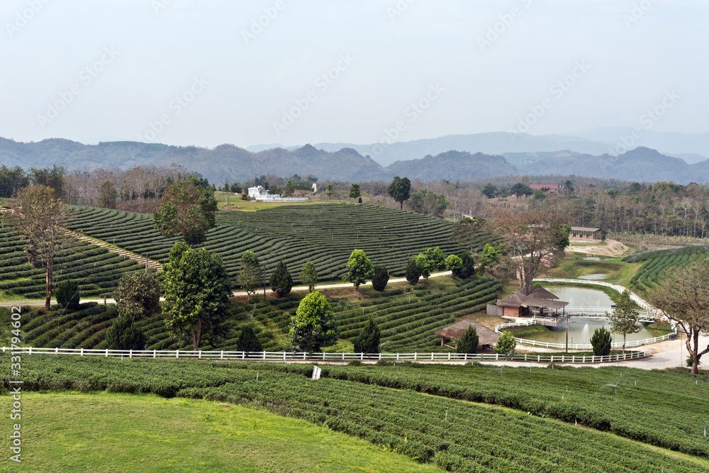 Beautiful Scenery at Choui Fong Tea Plantation, Mae Chan, North Thailand, Asia