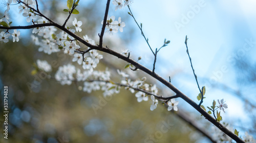 Beautiful White Flowers  © Jennifer