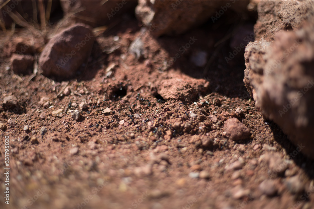 Ants on red soil build an ant hill Ants on red soil build an ant hill