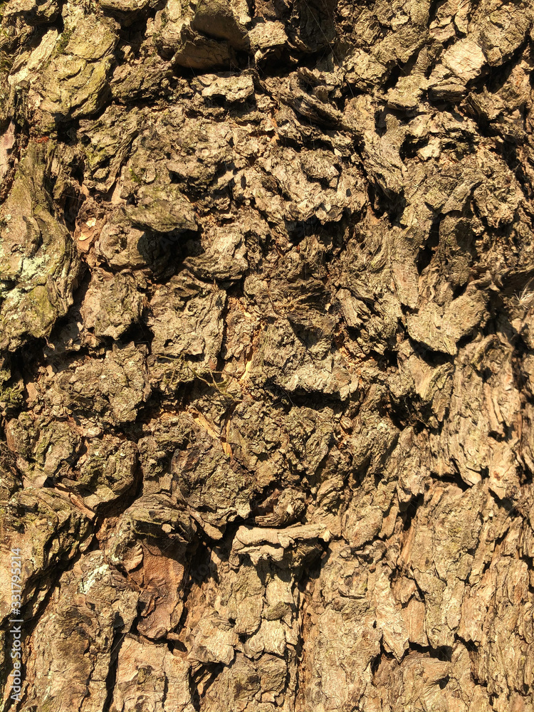 Shriveled tree, the surface of an old wrinkled tree trunk. Cracked bark of a plant. Harmonious embossed wood texturePerfect background with a natural tracery. Old dry tree bark. Dry multilayer wood