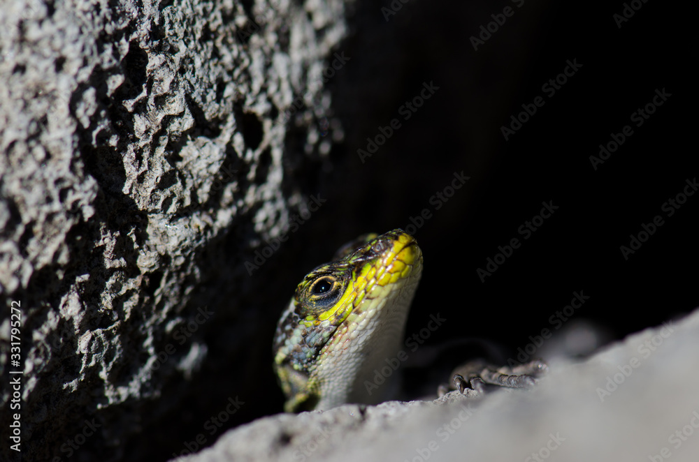Naklejka premium Male of jewel lizard to the entrance of its den under a rock.