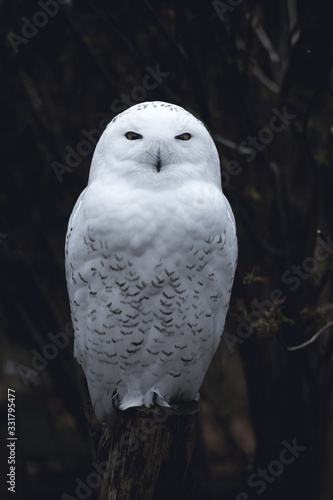 Snow Owl with a dark background