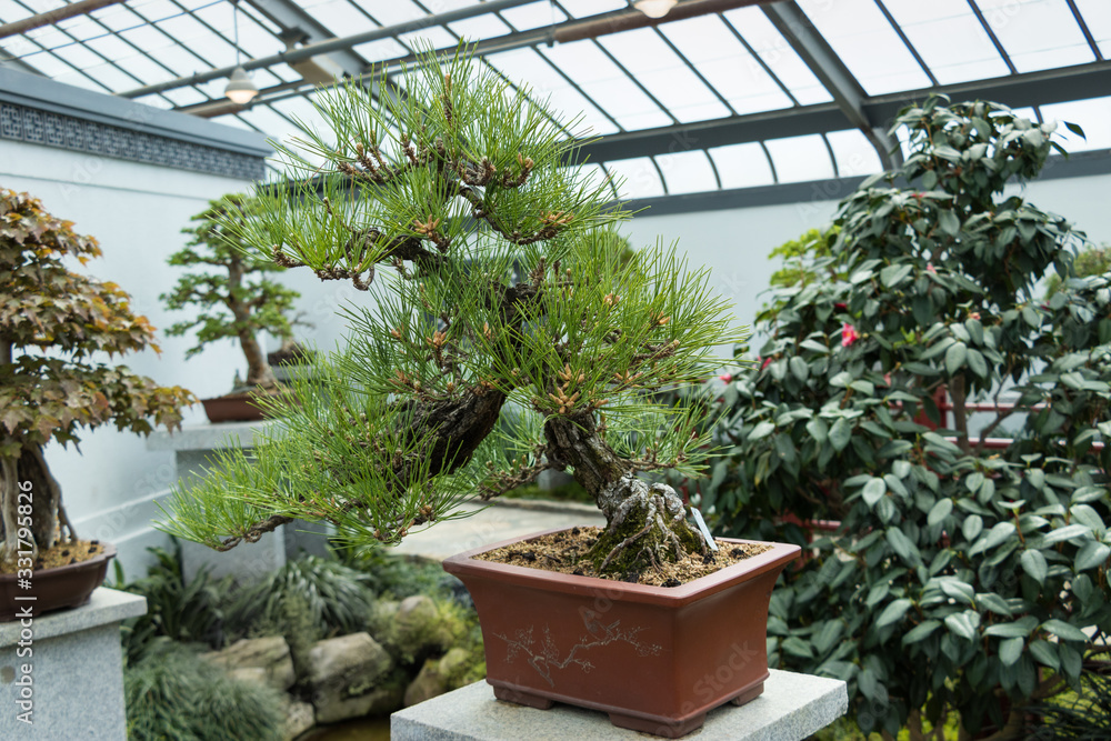 Japanese Bonsai trees in a greenhouse