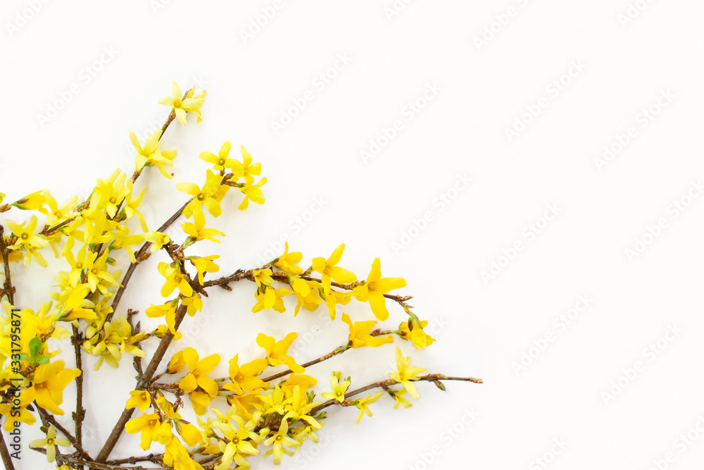 Forsythia branches covered with yellow flowers Forsythia branches covered with yellow flowers