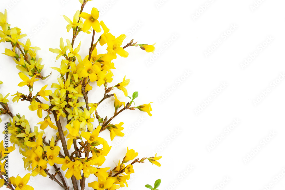 Obraz premium Forsythia branches covered with yellow flowers