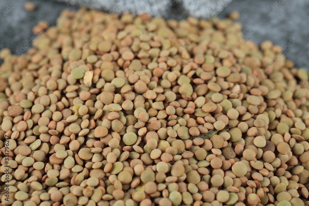 Fototapeta premium Green fresh and healthy lentil in a stock