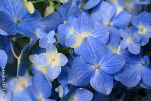 Close up photo of hydrangea flowers with pale ephemeral and pale blue
