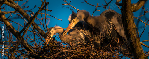 great blue heron couple in nest with sunset lights effect backgrounds