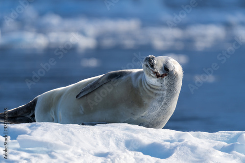 Crabeater Seal on a ice floe in Antarctica