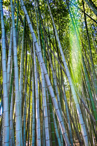 Bamboo SUn