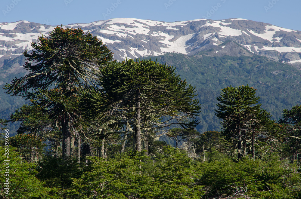 Monkey puzzle trees Araucaria araucana and cliffs.