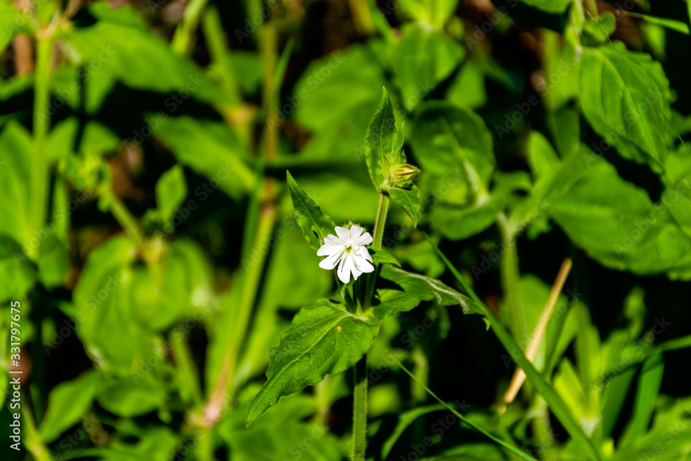 Obraz premium A close-up of a small white Silene latifolia (white campion) flower among the green leaves and plants under the warm sunlight
