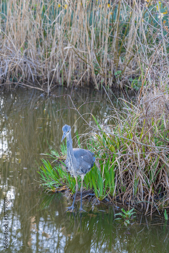 Gennevilliers, France - 03 15 2020: The gray heron