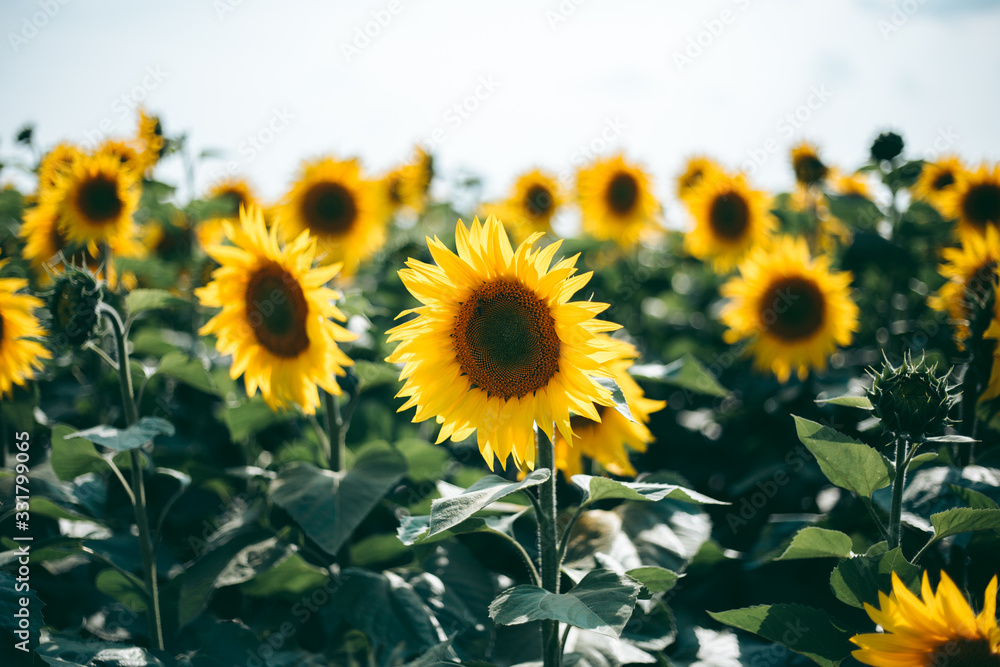Sunflower field on a sunny day in summer