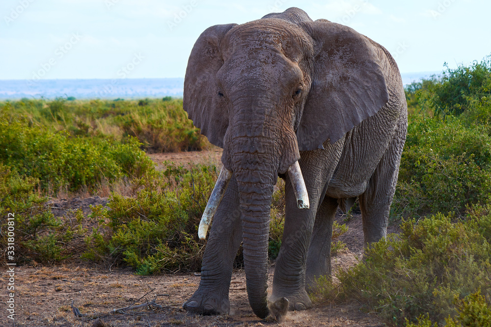 Obraz premium Elephant walking in Amboseli national park. Taken from the 4X4 while on a game drive during a safari trip around Kenya and Tanzania. 