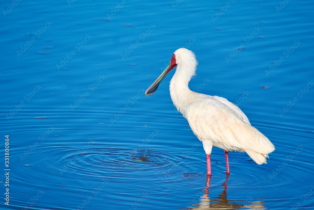 Spoonbill drinking water in a lake in Amboseli national park. Taken from the 4X4 while on a game drive during a safari trip around Kenya and Tanzania. Spoonbill drinking water in a lake in Amboseli national park. Taken from the 4X4 while on a game drive during a safari trip around Kenya and Tanzania.