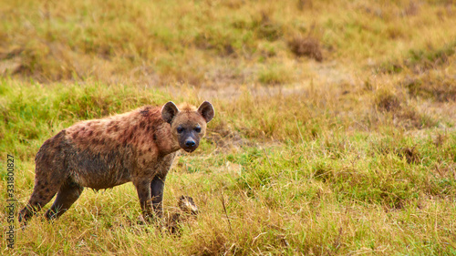 Hyena staring in Serengeti plains. Taken from the 4X4 while on a game drive during a safari trip around Kenya and Tanzania. 