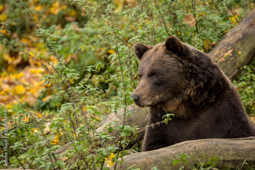 Braunbär