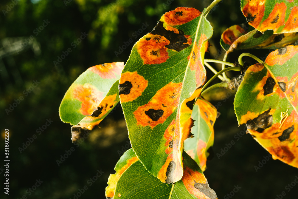 birnenpockenmilbe birnbaum krankheiten bilder